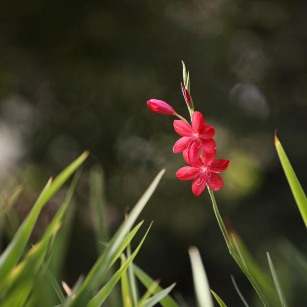 Hesperantha