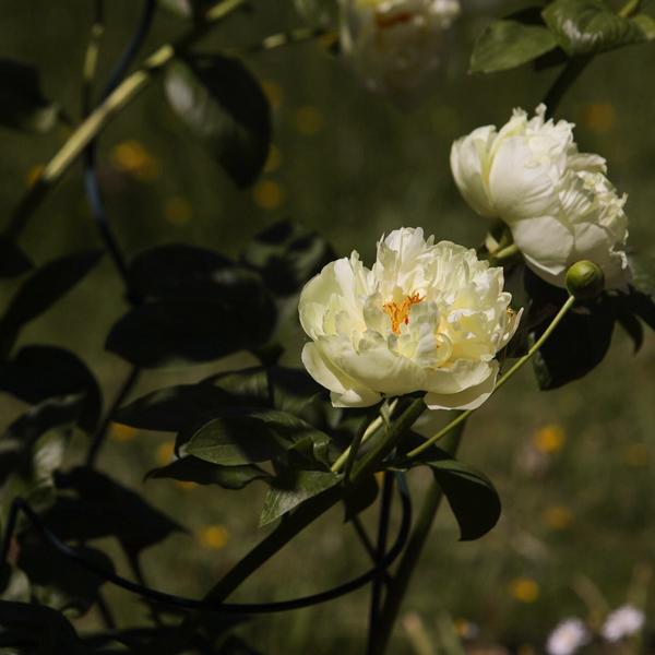 Large, fluffy-looking light yellow peony flower in bloom