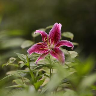Pink lily