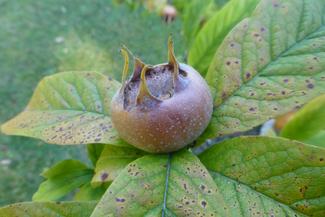 Medlar fruit 