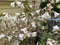 Rhododendron