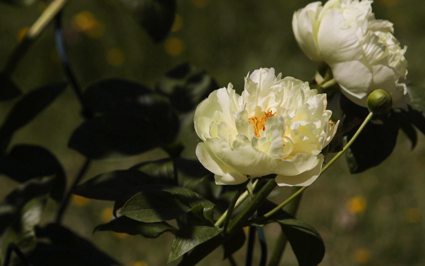 Large, fluffy-looking light yellow peony flower in bloom