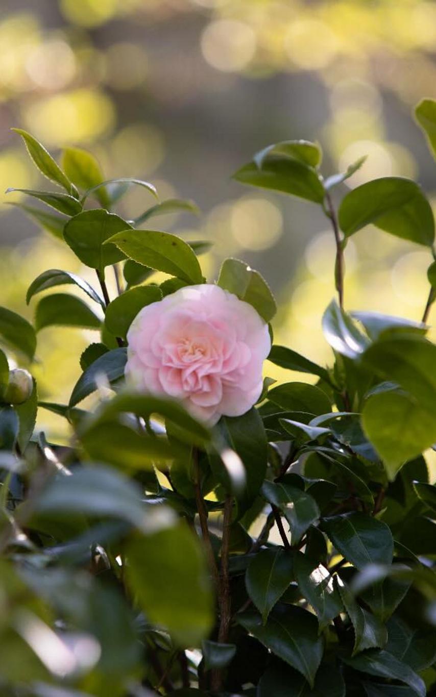 Pink camellia flower