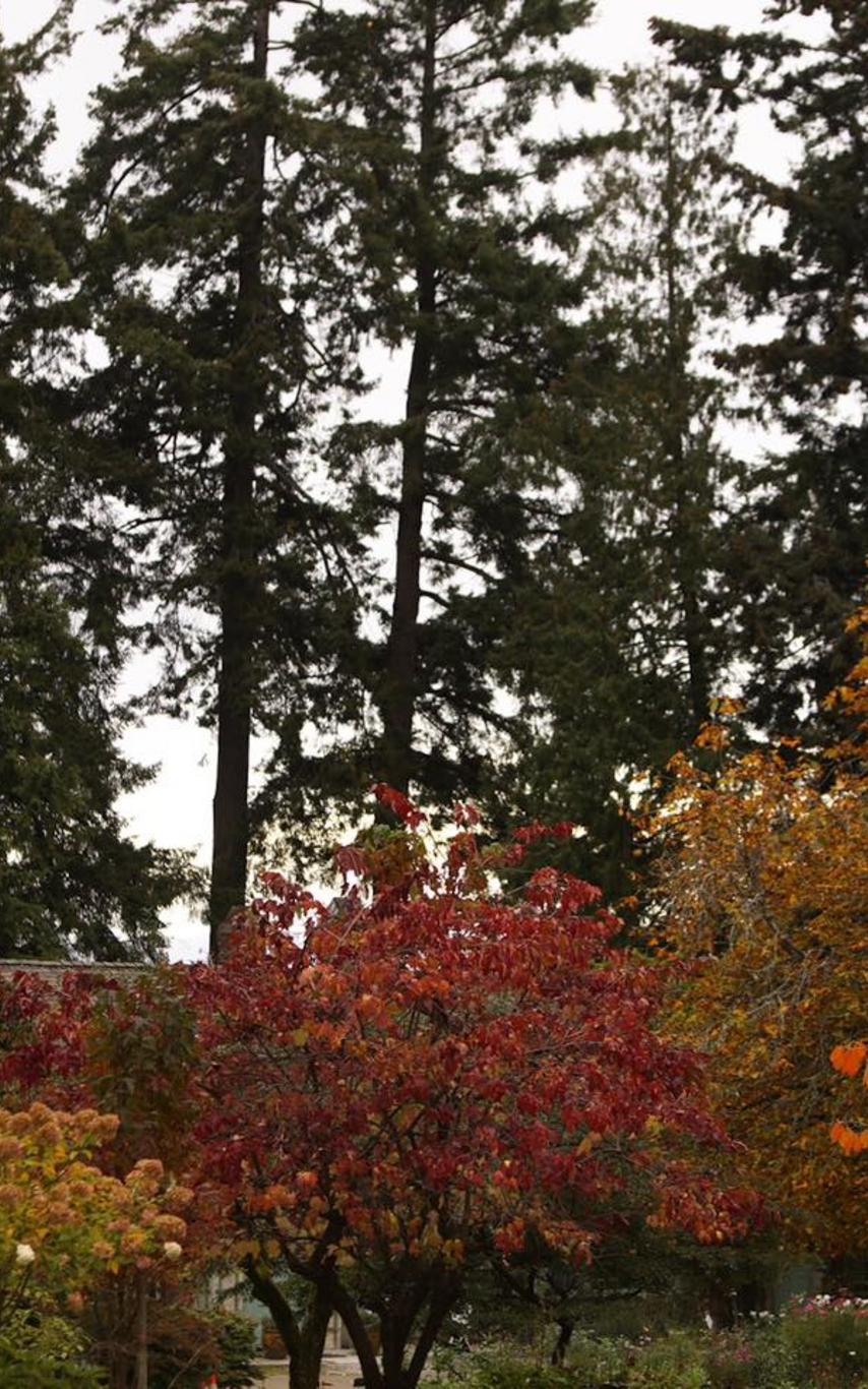 Fall gardens